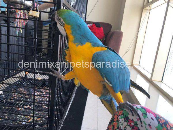 blue and gold macaw for sale