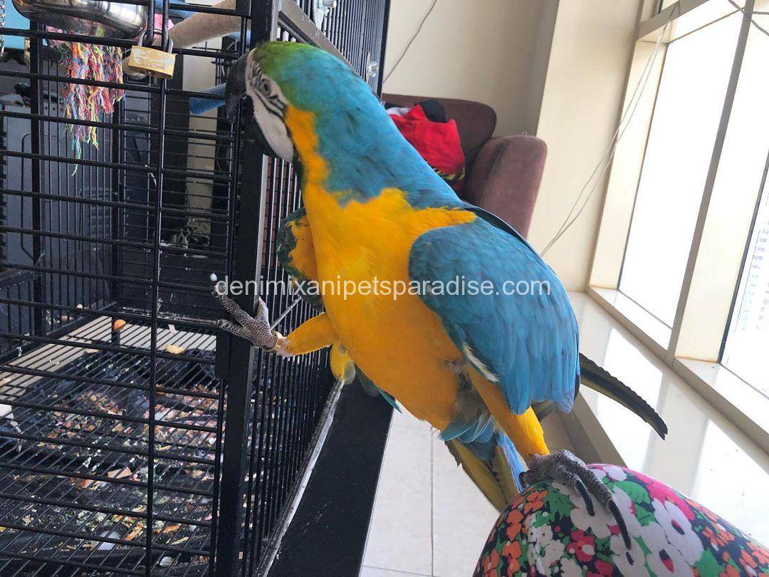 blue and gold macaw 3 blue and gold macaw for sale