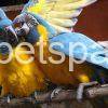 Blue throated macaw for sale