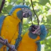 Blue throated macaw for sale