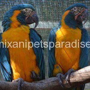 Blue throated macaw for sale