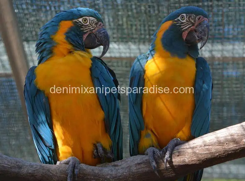 Blue throated macaw Breeding pair 1 Blue throated macaw for sale