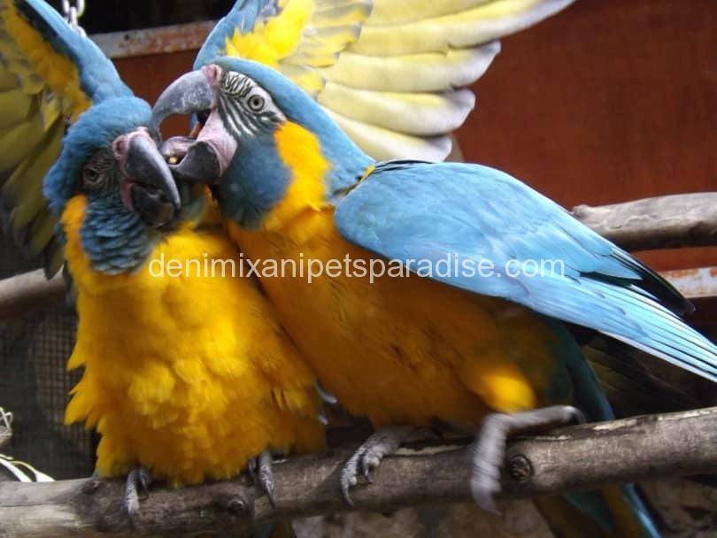 Blue throated macaw Breeding pair 3 Blue throated macaw for sale