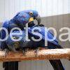 hyacinth macaw pair for adoption