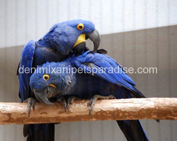 hyacinth macaw pair for adoption