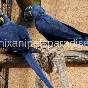 hyacinth macaw pair for adoption.