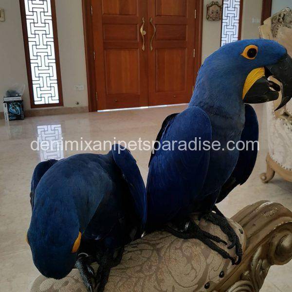 hyacinth macaw pair for adoption...