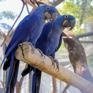 hyacinth macaw pair for adoption