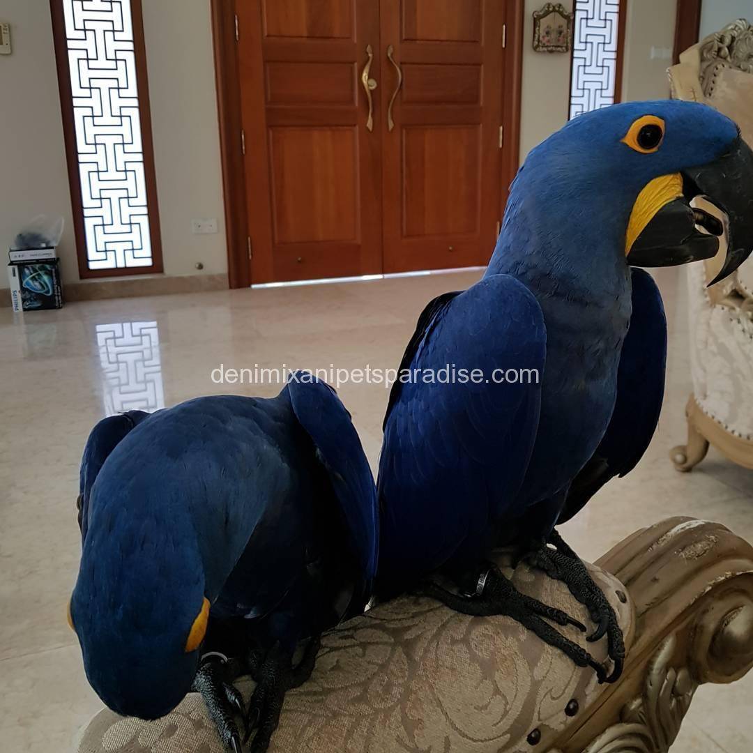 Hyacinth macaw pair 2 Hyacinth macaw pair - Image 2