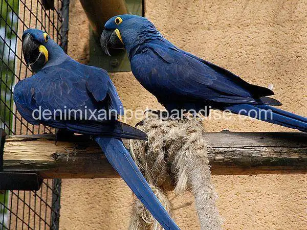 Hyacinth macaw bonded pair 1 hyacinth macaw pair for adoption.