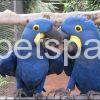 hyacinth macaw pair for adoption..dubai