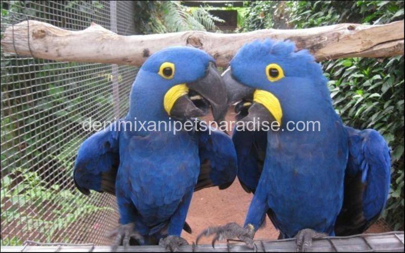 Hyacinth macaw bonded pair 2 hyacinth macaw pair for adoption..dubai