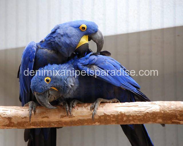 Hyacinth macaw pair 3 hyacinth macaw pair for adoption