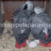 AFRICAN GREY EGGS FOR SALE