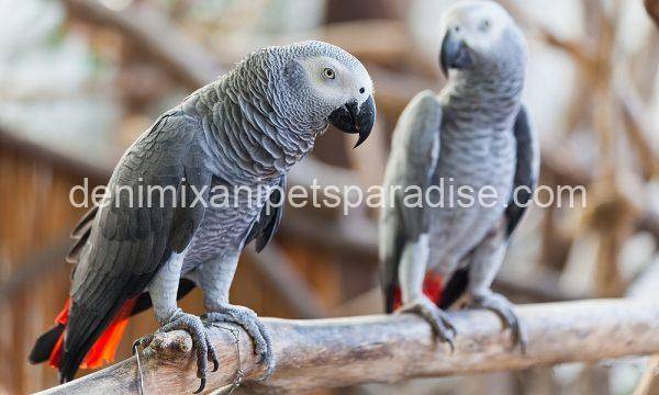 Congo African Grey pair - Image 2