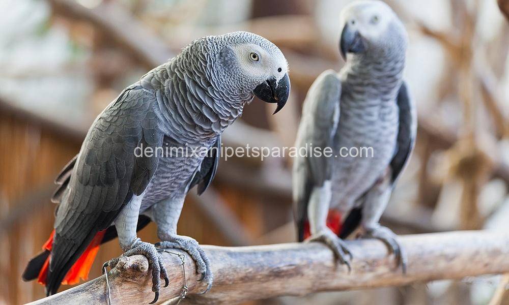 Congo African Grey pair 2 Congo African Grey pair - Image 2
