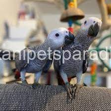 Congo African Grey pair