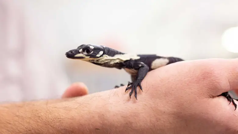 bells phase lace monitor for sale canada