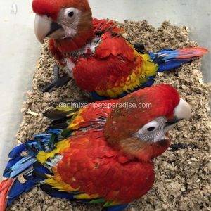 scarlet macaw babies.