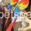 scarlet macaw pair.