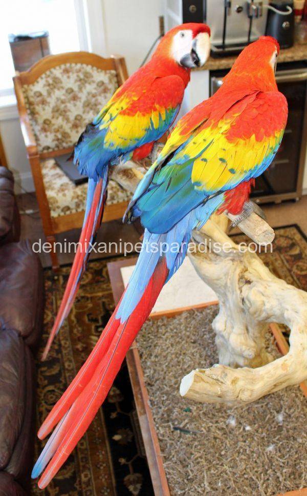 scarlet macaw pair.