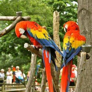 scarlet macaw pair.