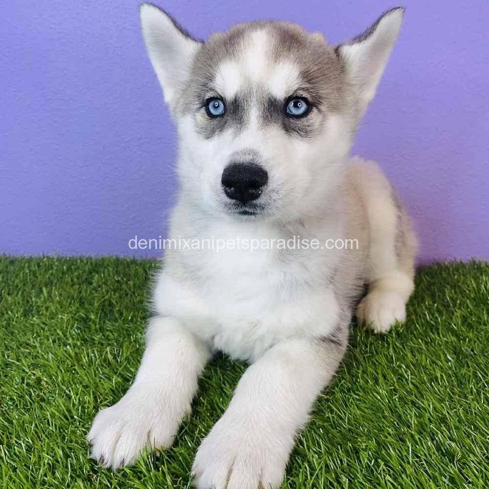 Siberian Husky for sale