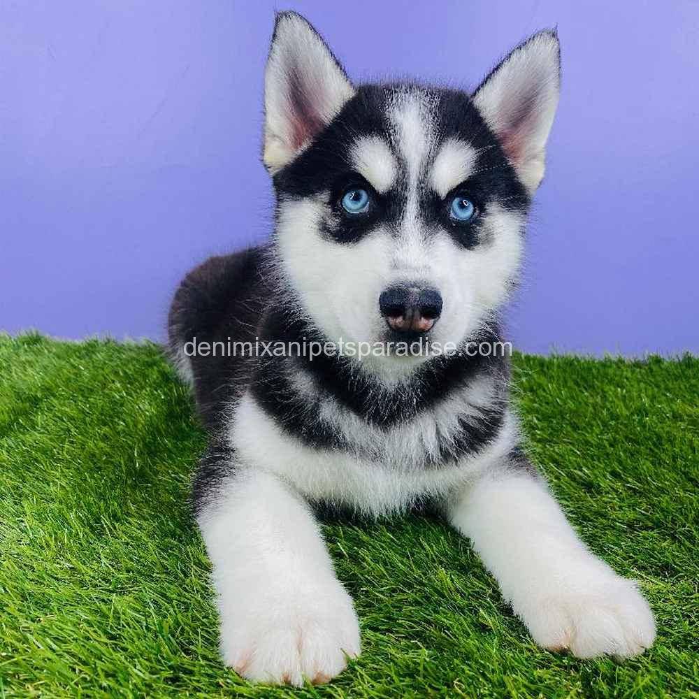 Siberian Husky for sale