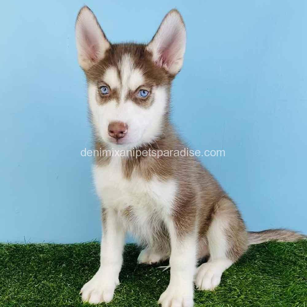 Siberian Husky for sale