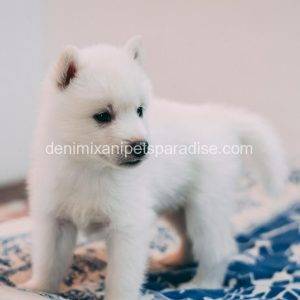 Siberian husky puppies for sale