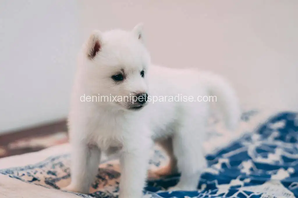 Siberian Husky 1 Siberian husky puppies for sale