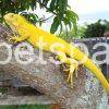 super crimson albino iguana as pets