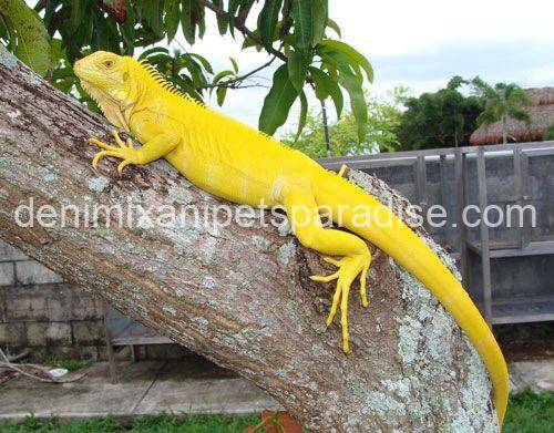 Super crimson albino iguana 2 super crimson albino iguana as pets