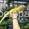 super crimson albino iguana as pets