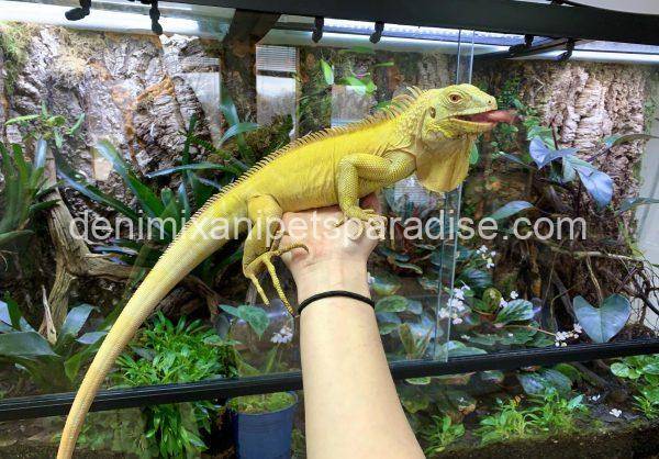 super crimson albino iguana as pets