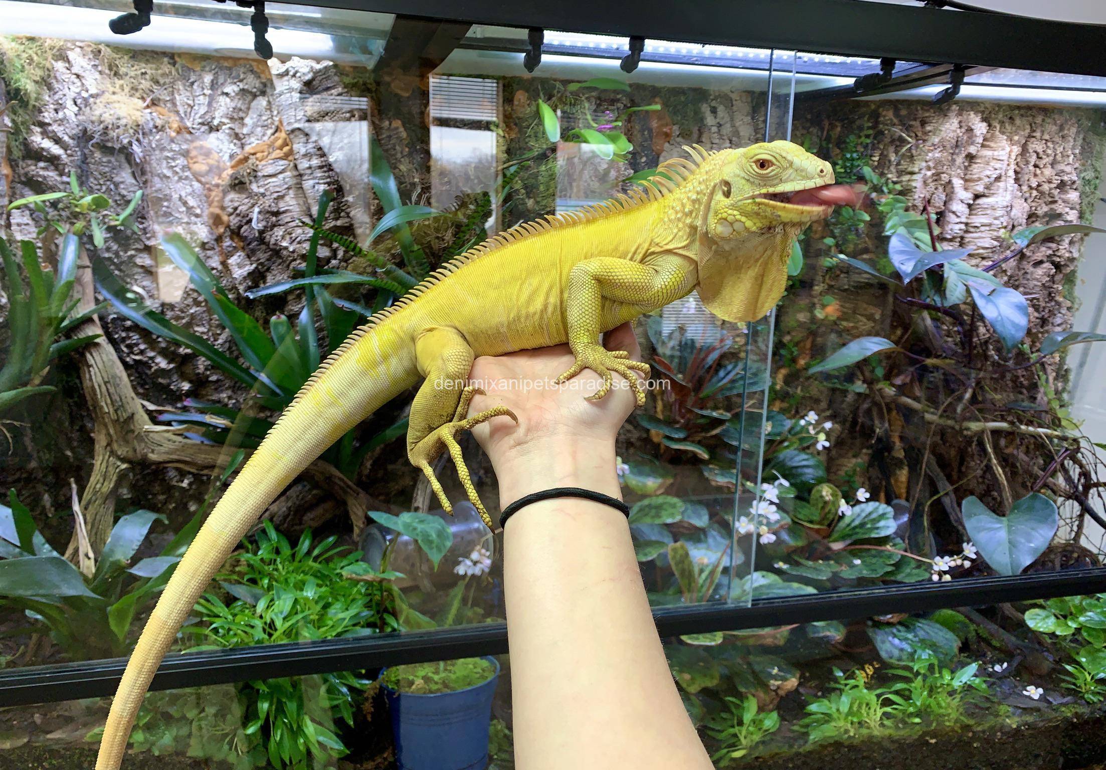 Super crimson albino iguana 3 super crimson albino iguana as pets