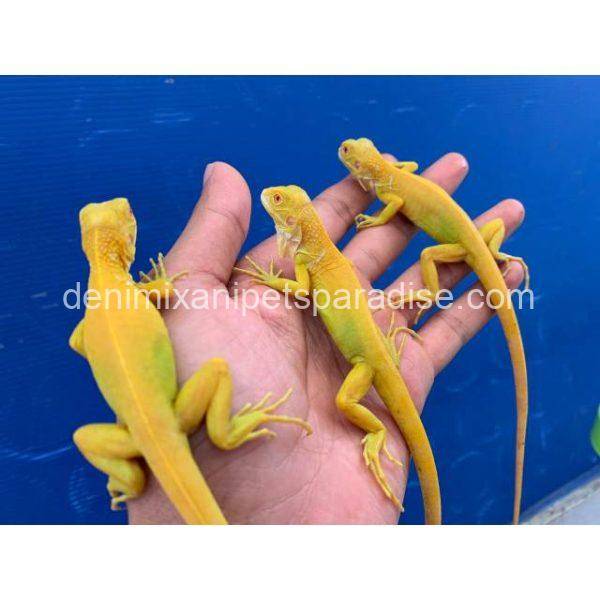 super crimson albino iguana as pets