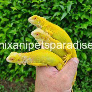 super crimson albino iguana as pets