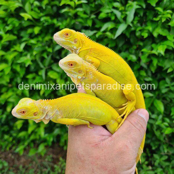 super crimson albino iguana as pets