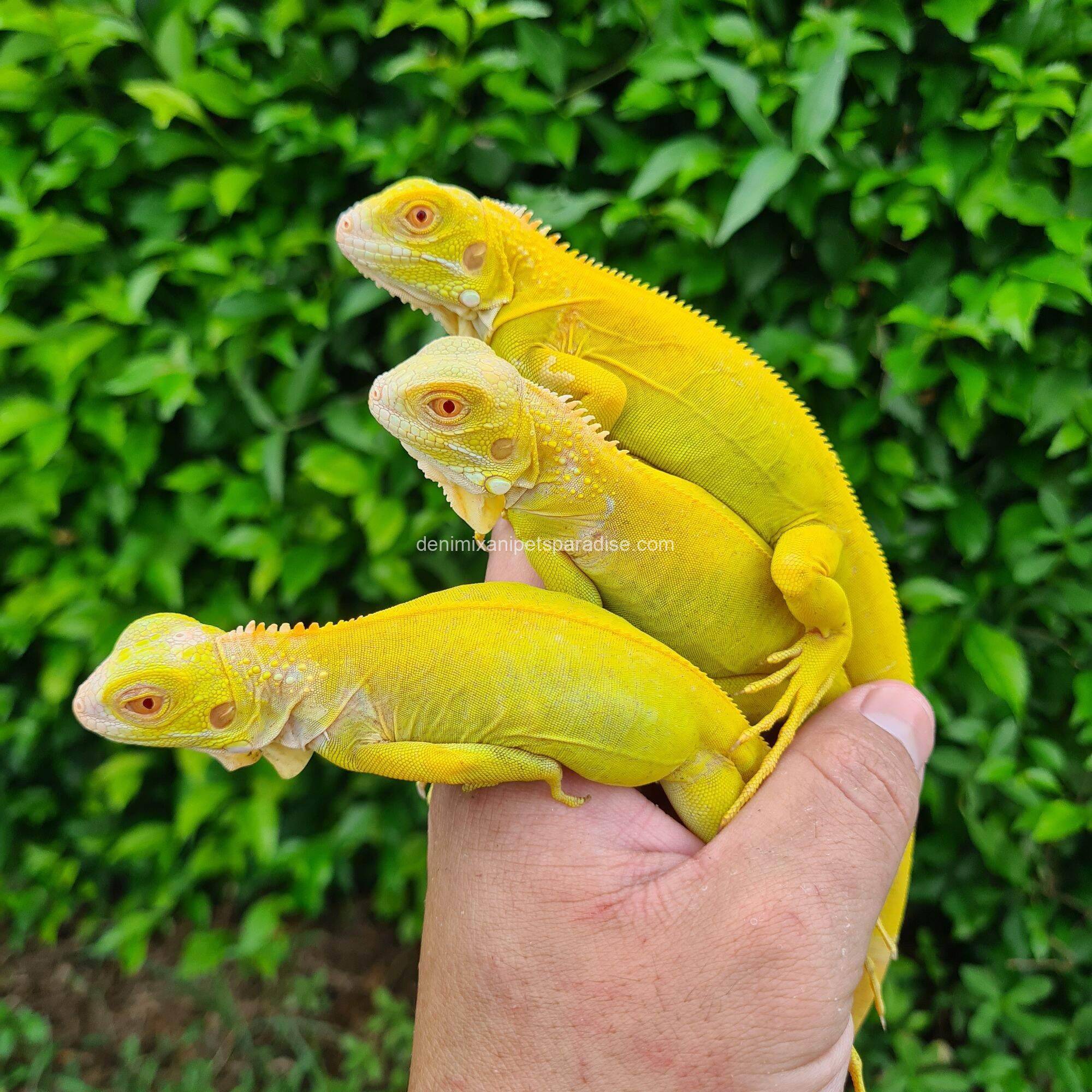 Super crimson albino iguana 1 super crimson albino iguana as pets