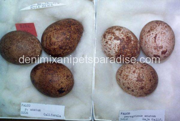 Falcon Eggs for sale