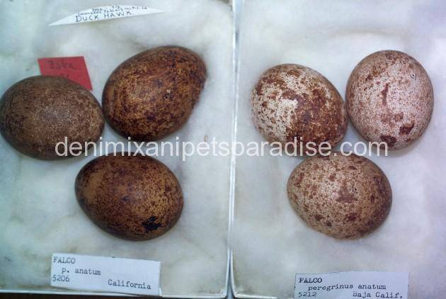 Fertile Falcon Eggs 5 Falcon Eggs for sale