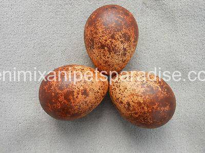 Fertile Falcon Eggs 6 Falcon Eggs for sale