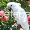 umbrella cockatoo for sale near me cheap