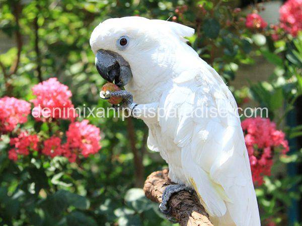 umbrella cockatoo for sale near me cheap