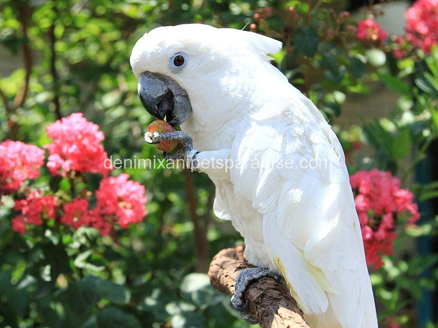 Umbrella Cockatoo 2 umbrella cockatoo for sale near me cheap