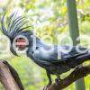 black-palm-cockatoo_for sale