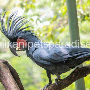 black-palm-cockatoo_for sale