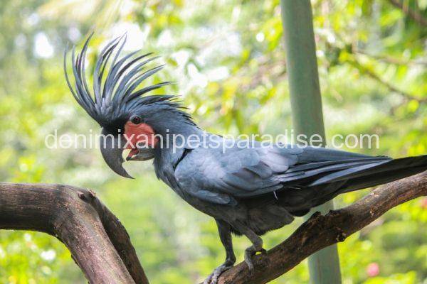 black-palm-cockatoo_for sale