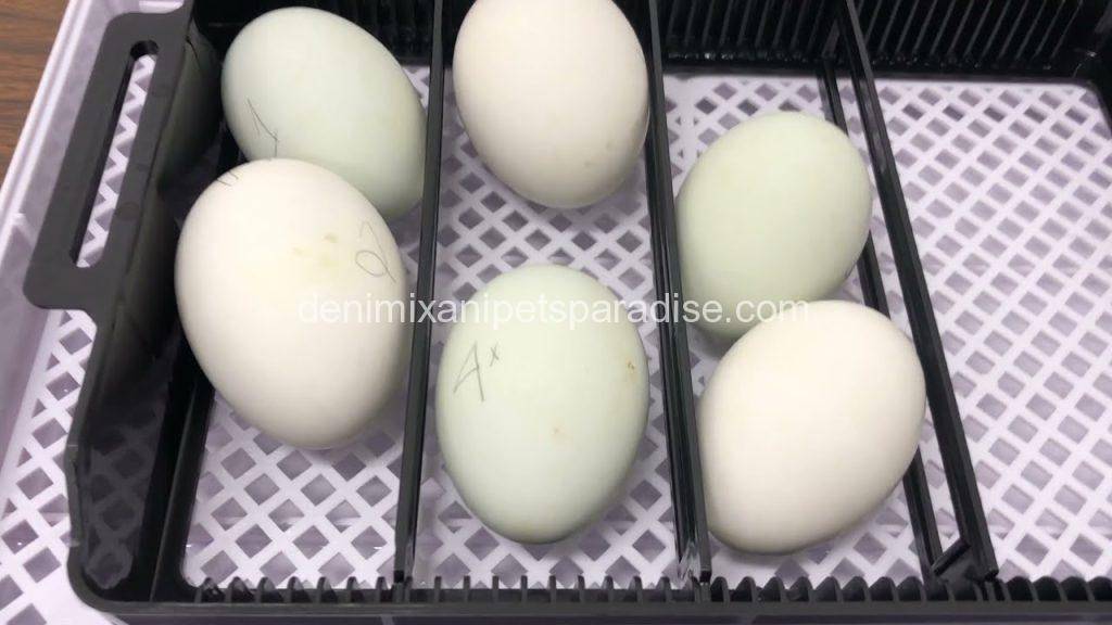 Buy 100 Macaw Eggs For Hatching DENIMIX ANIPETS PARADISE
